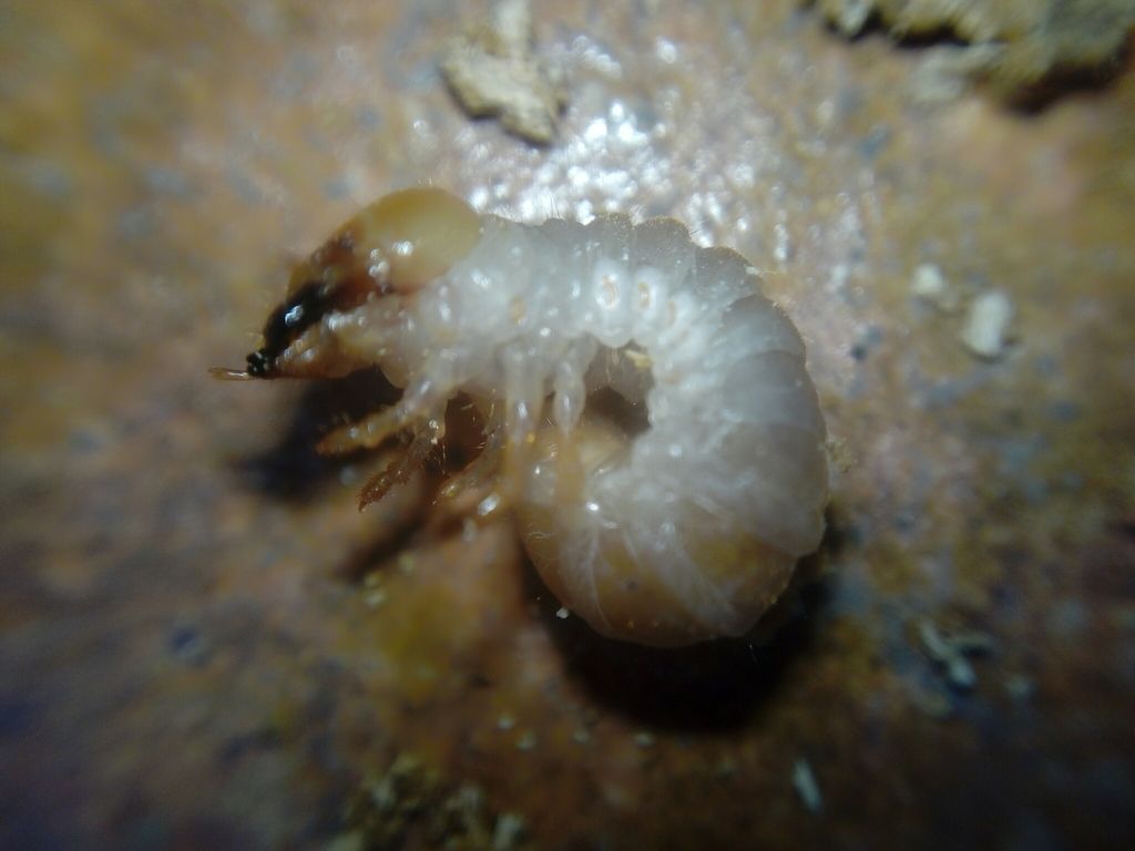 riconoscimento larva:  Dorcus parallelipipedus (Lucanidae)